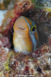 found in lembeh; d200 by Thomas Lueken 